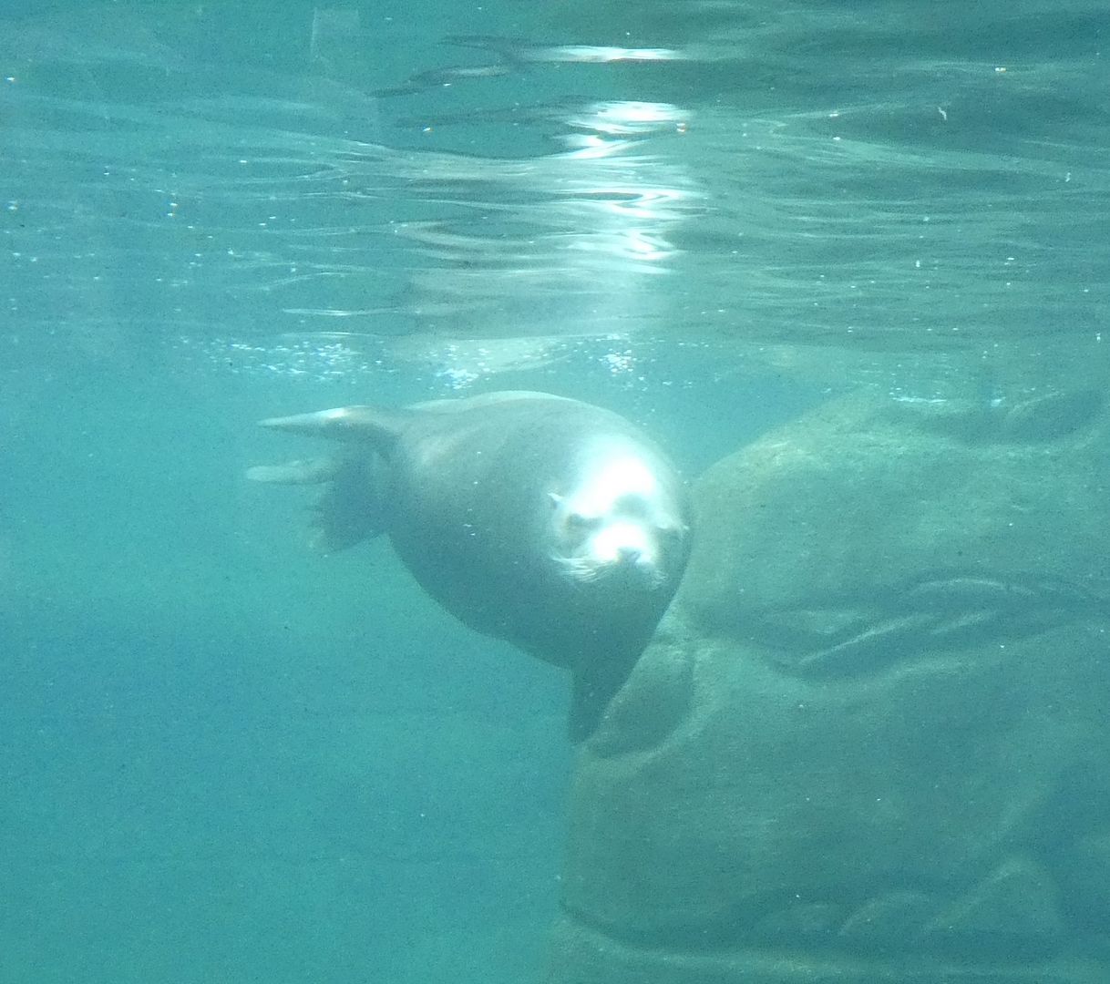 Oregon Coast Aquarium Some seals (photo diary)